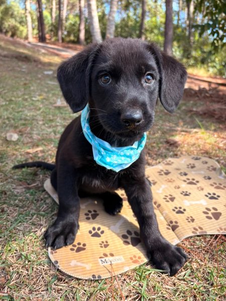 Filhotes aguardam por um novo lar no Abrigo Municipal de Animais